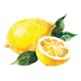 lemon Illustration