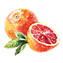 grapefruit Illustration
