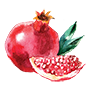 Pomegranate Illustration